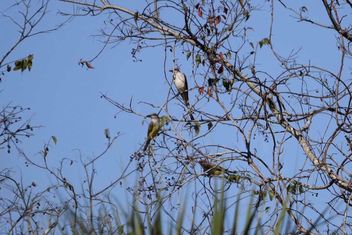 Western Kingbird - ML645675211