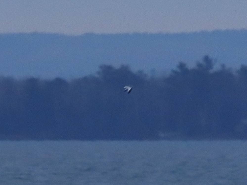 Sabine's Gull - ML645675212