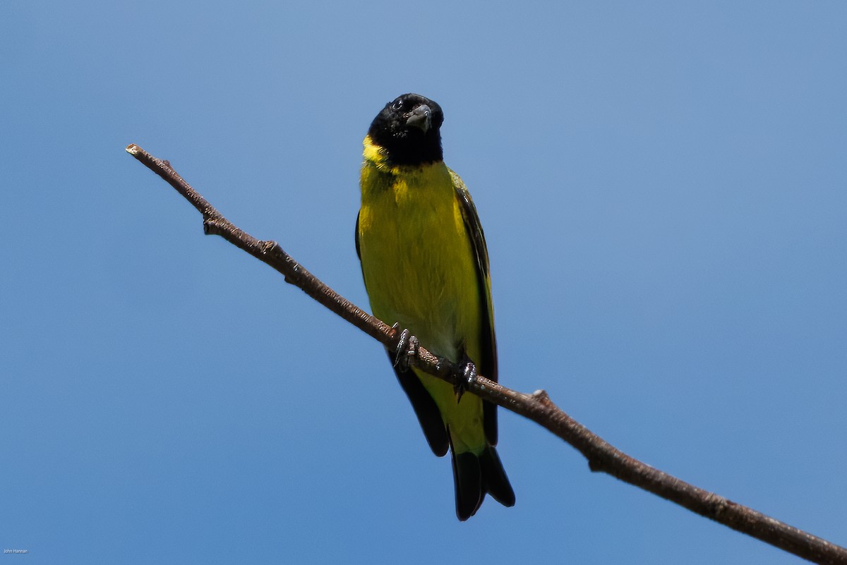 čížek jihoamerický - ML645675216