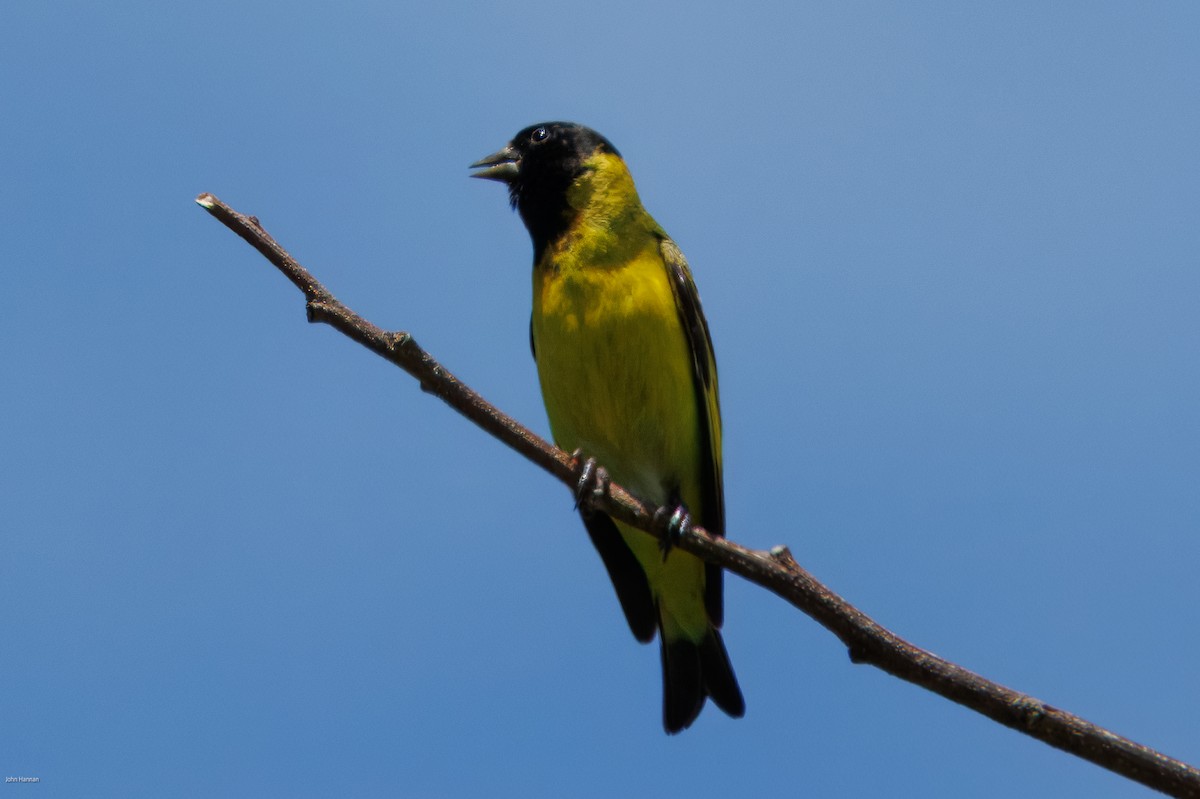 čížek jihoamerický - ML645675217