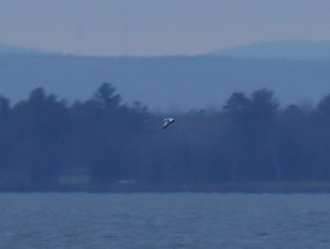 Sabine's Gull - ML645675219