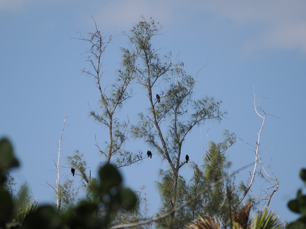 Fish Crow - ML645675220