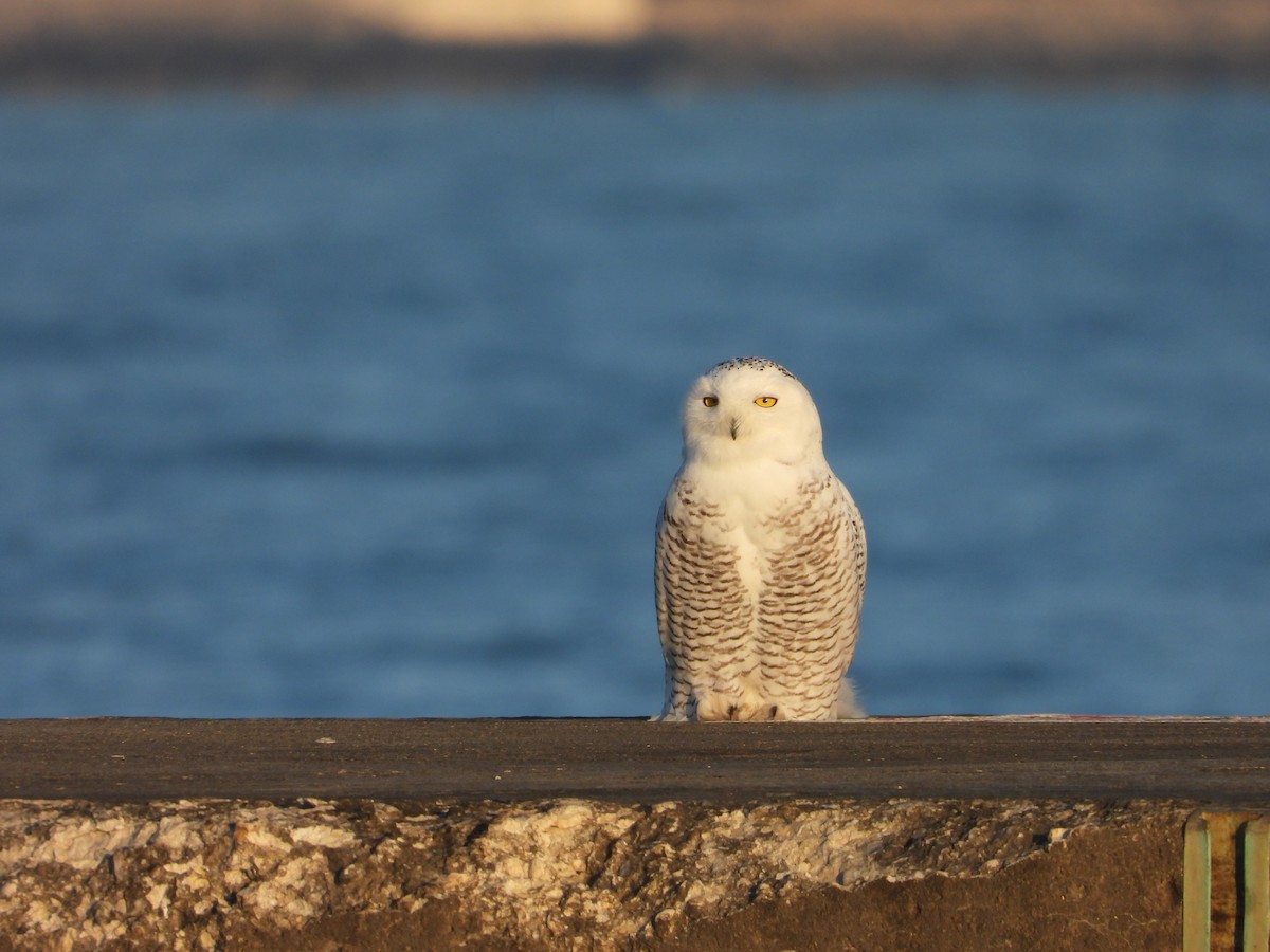Snowy Owl - ML645675221