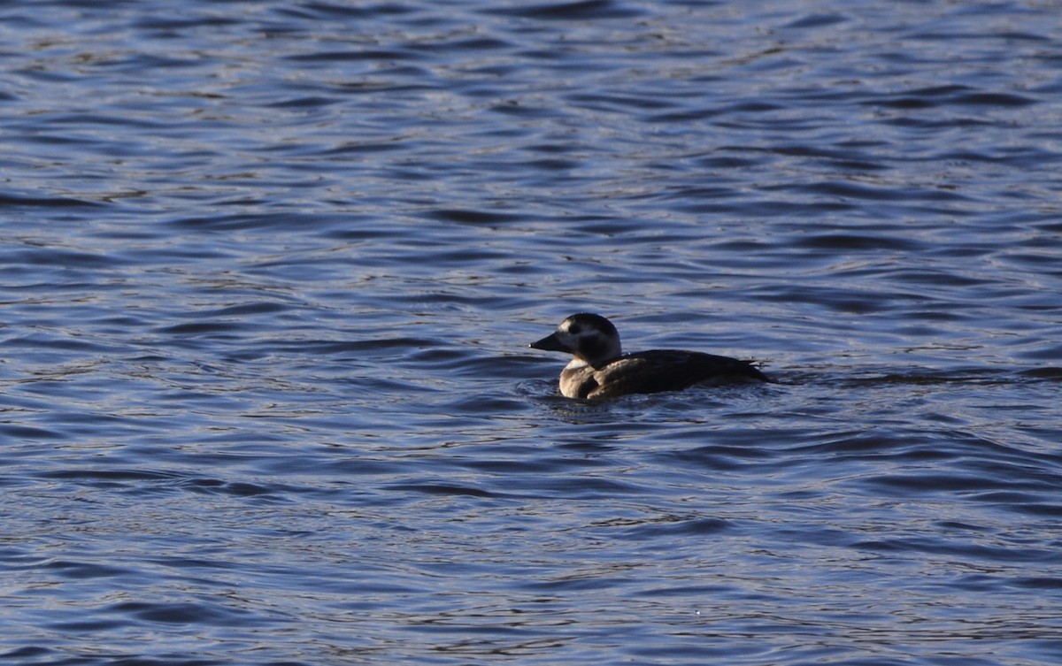 Мөнгөлөг шунгаахай - ML645675222