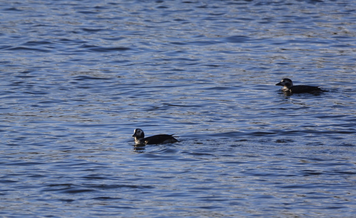 Мөнгөлөг шунгаахай - ML645675224