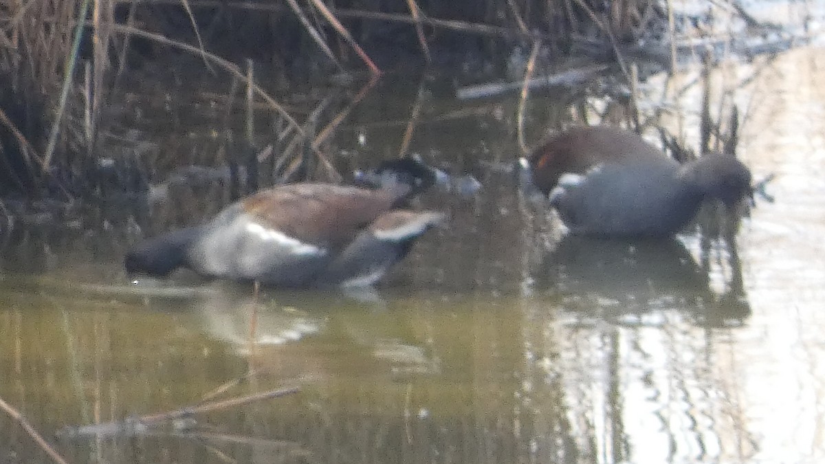Gallinule d'Amérique - ML645675226