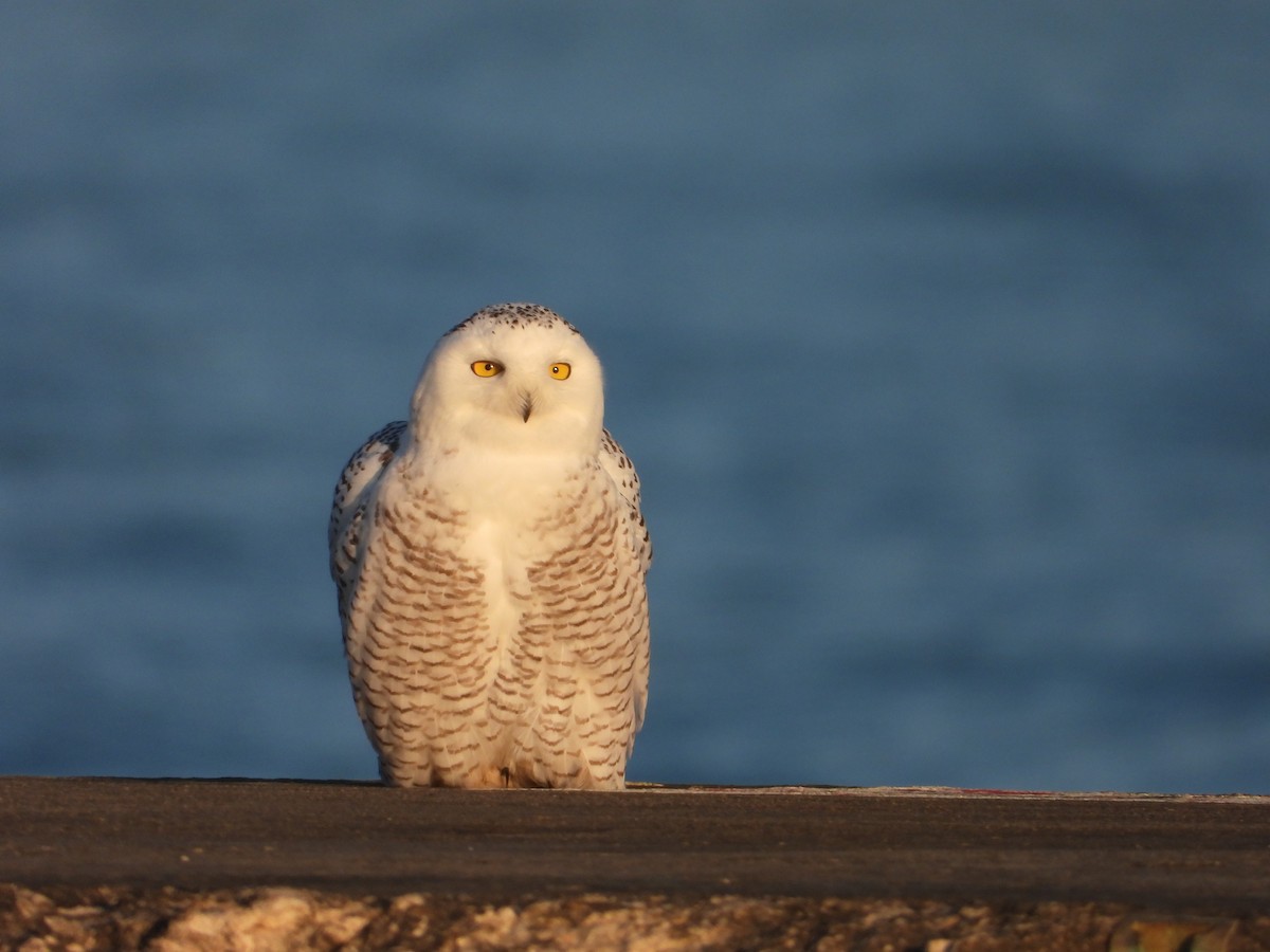 Snowy Owl - ML645675237