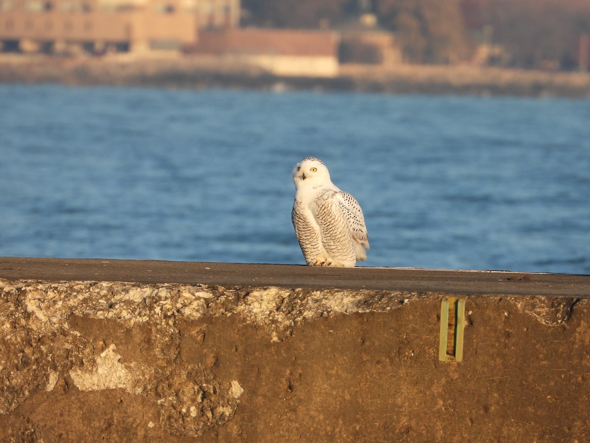 Snowy Owl - ML645675240