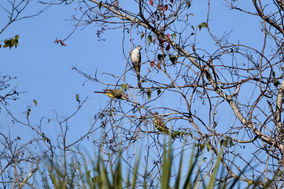 Western Kingbird - ML645675242