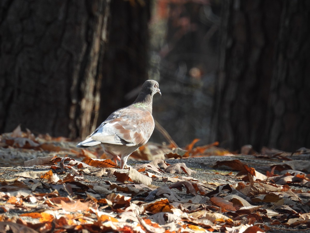 Kaya Güvercini (evcil tip) - ML645675248