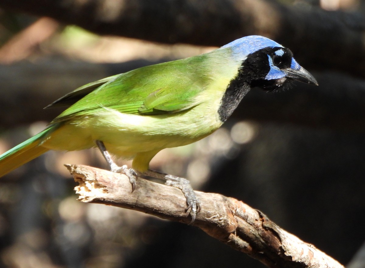 Inkablaurabe - ML645675250