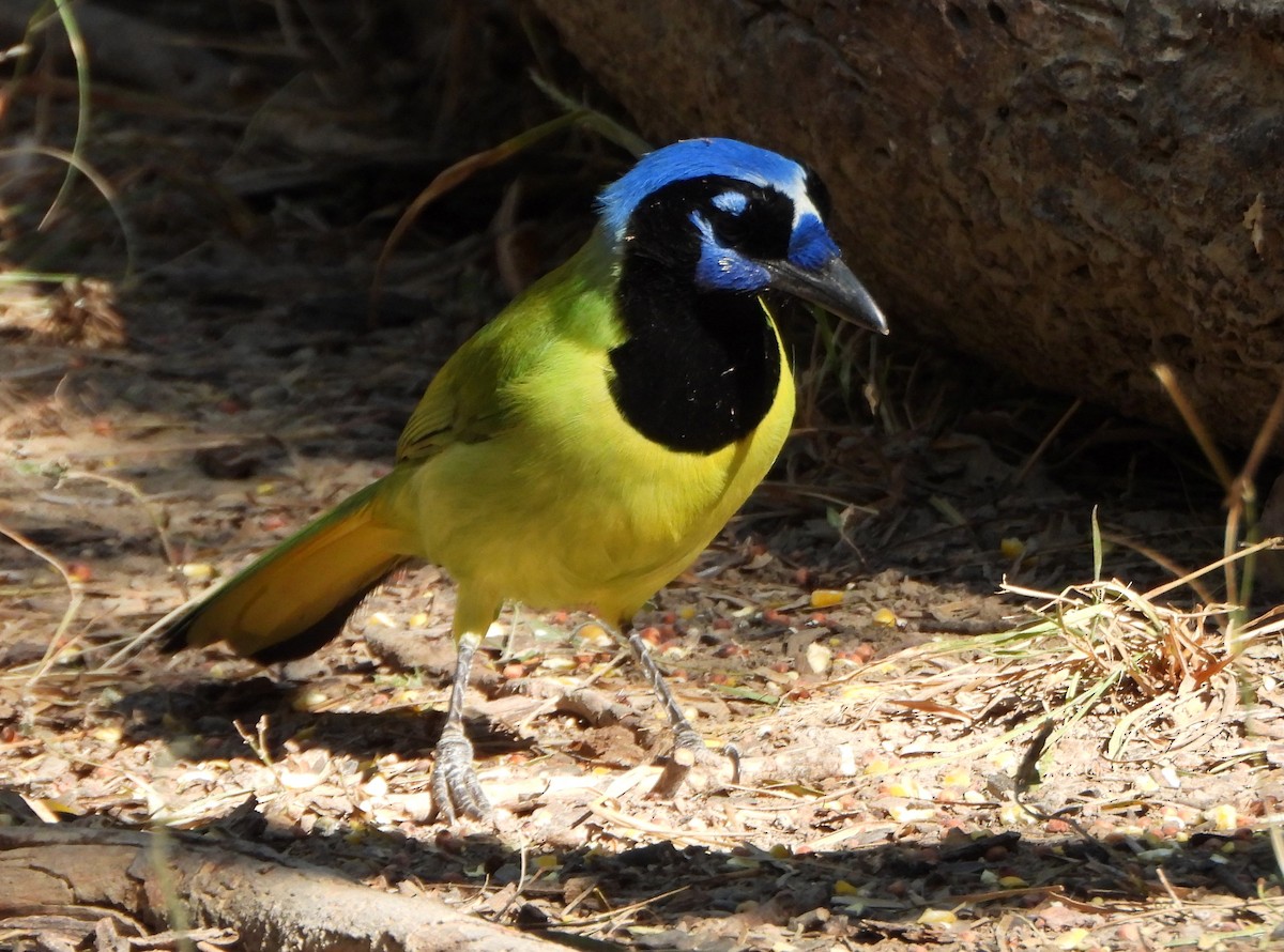 Inkablaurabe - ML645675251