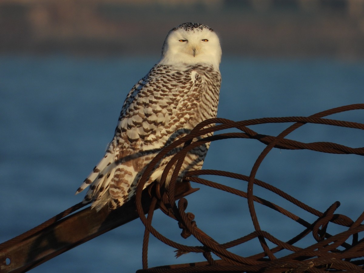 Snowy Owl - ML645675253
