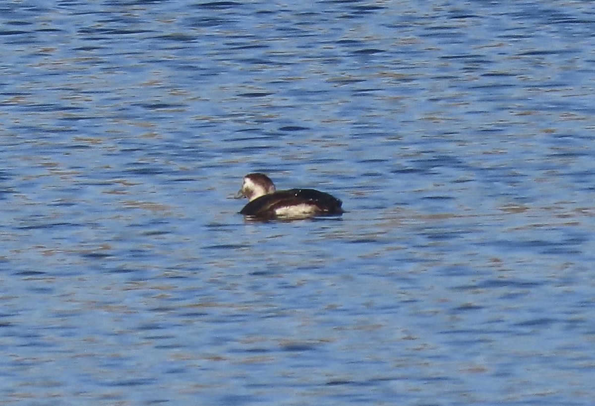 Long-tailed Duck - ML645675255