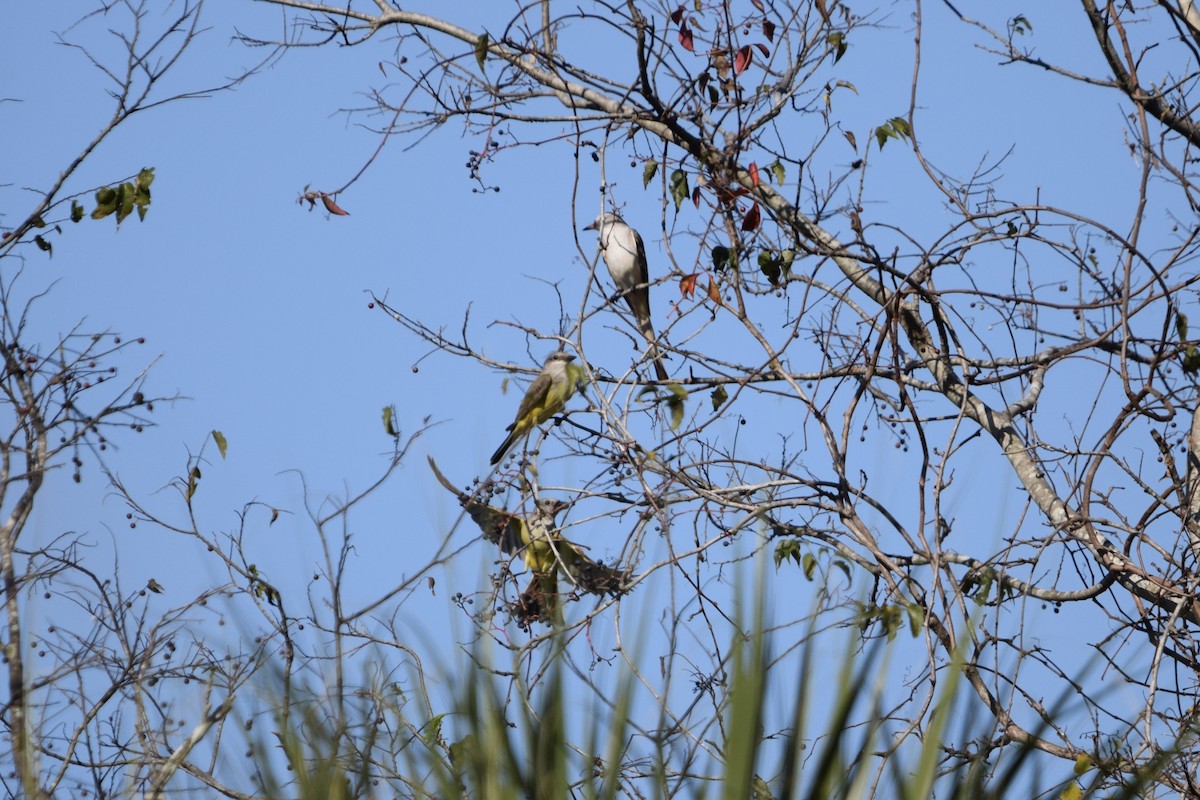 Western Kingbird - ML645675256