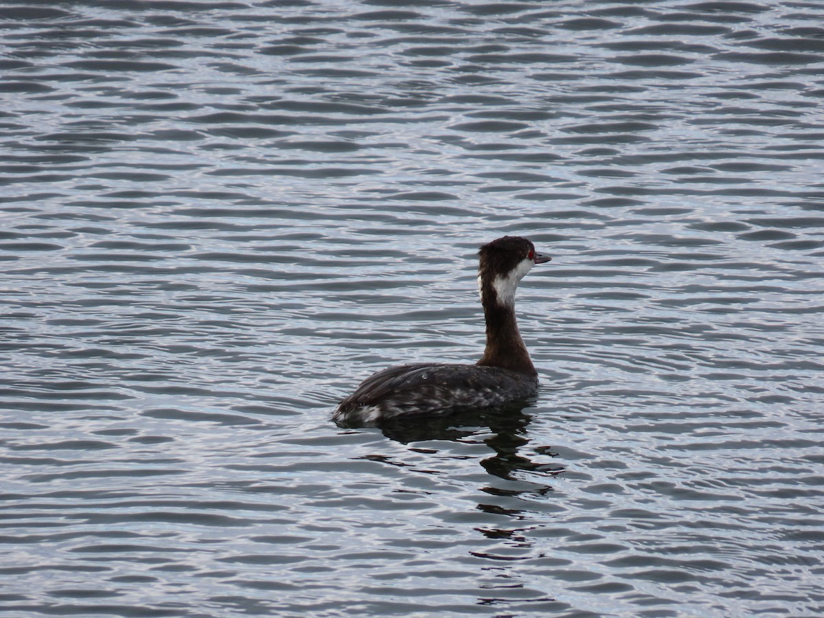 Horned Grebe - ML645675260