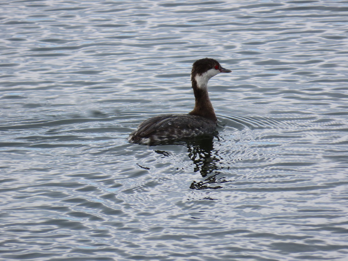 Txilinporta urrebelarria - ML645675267