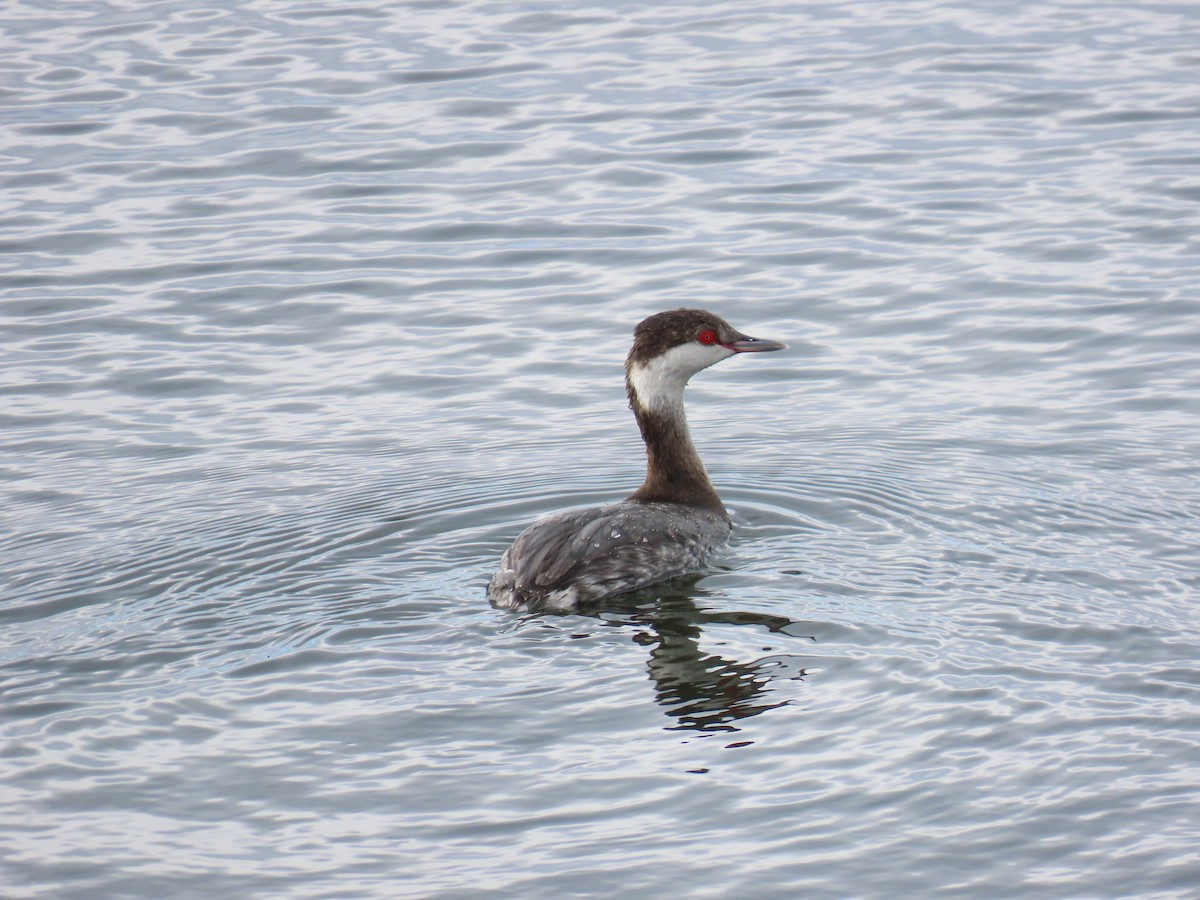 Txilinporta urrebelarria - ML645675275