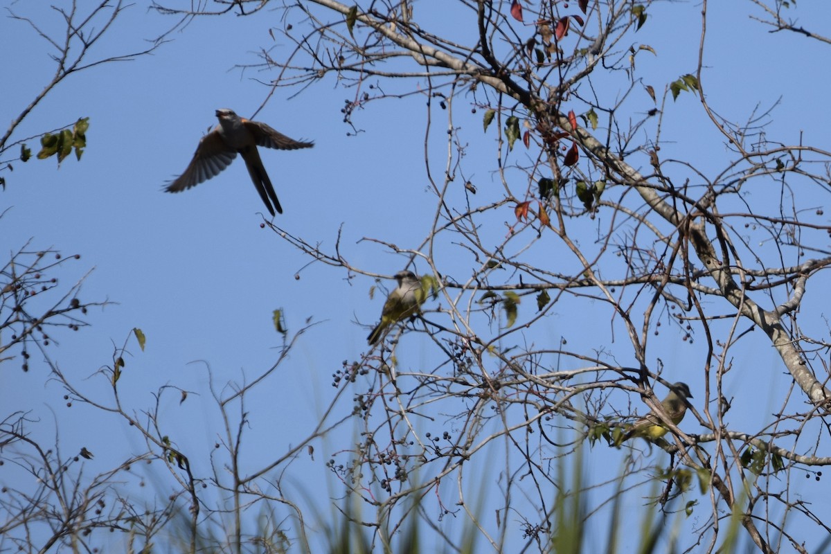 Scissor-tailed Flycatcher - ML645675277