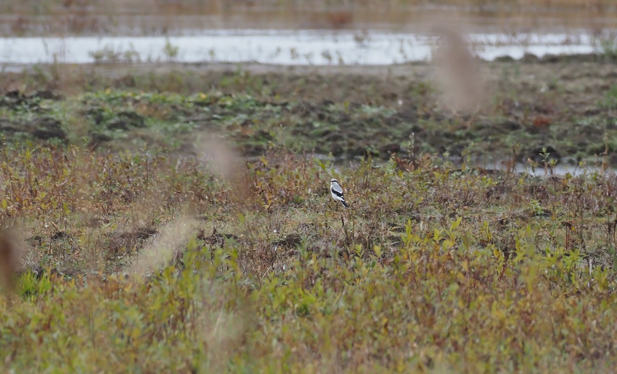 ťuhýk severní - ML645675280