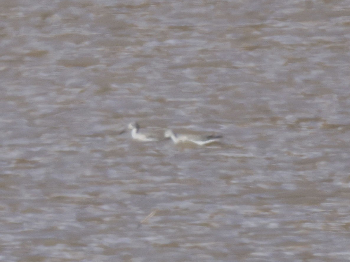 Greater Yellowlegs - ML645675283