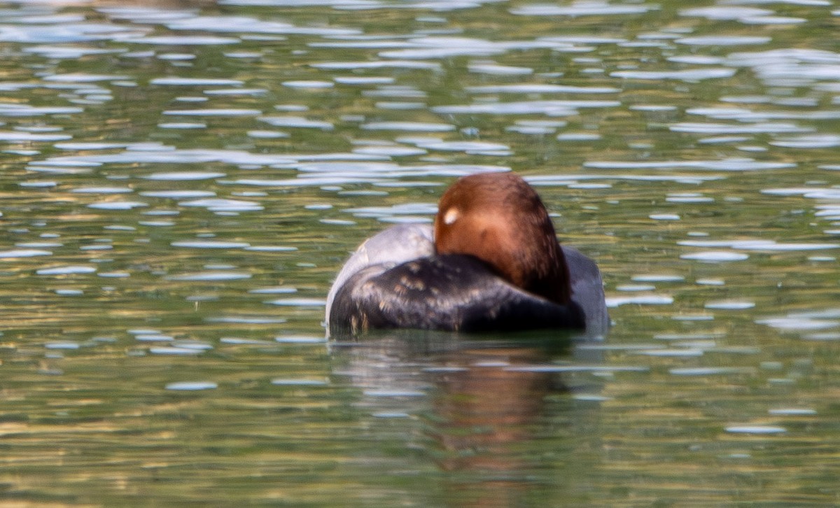 Murgilari burugorria - ML645675289