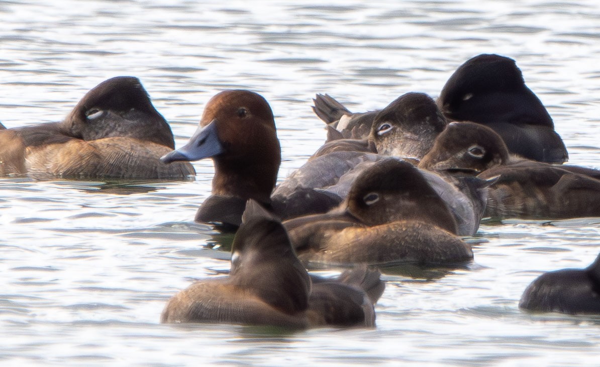 Murgilari burugorria - ML645675293