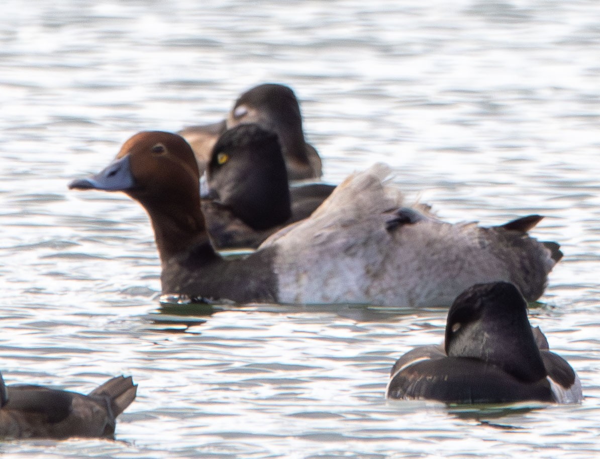 Murgilari burugorria - ML645675295