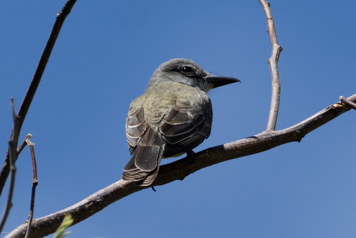 Tropical Kingbird - ML645675297