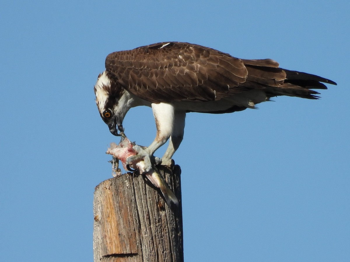 Arrano arrantzalea - ML645675298