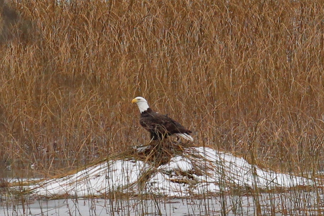 Itsas arrano buruzuria - ML645675299