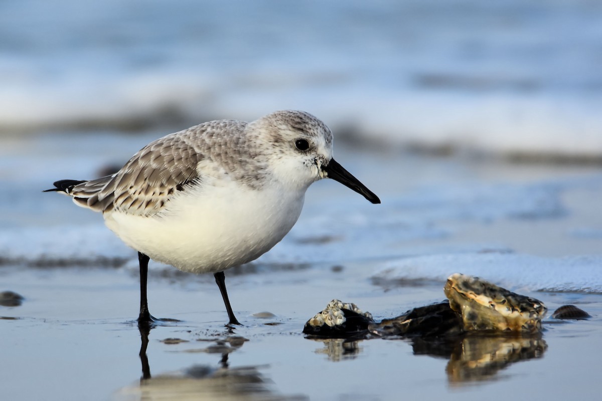 Txirri zuria - ML645675302