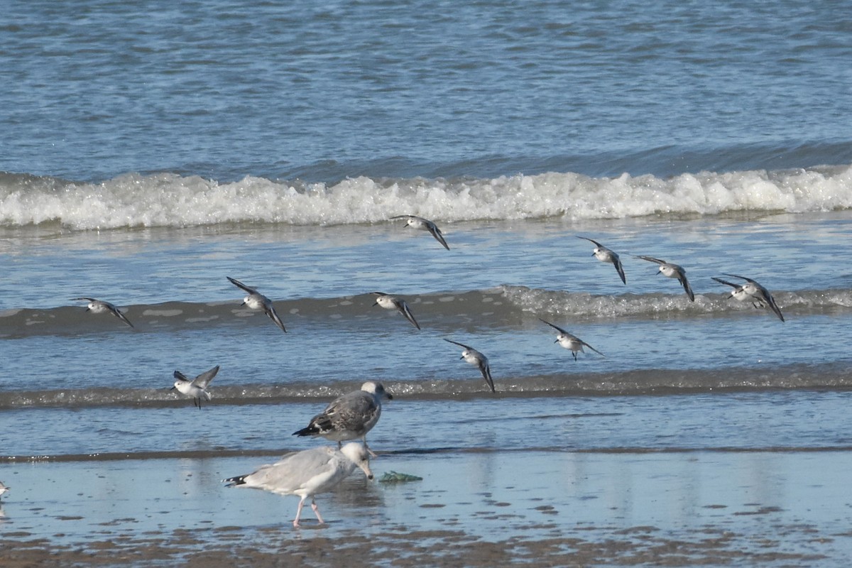 Txirri zuria - ML645675303