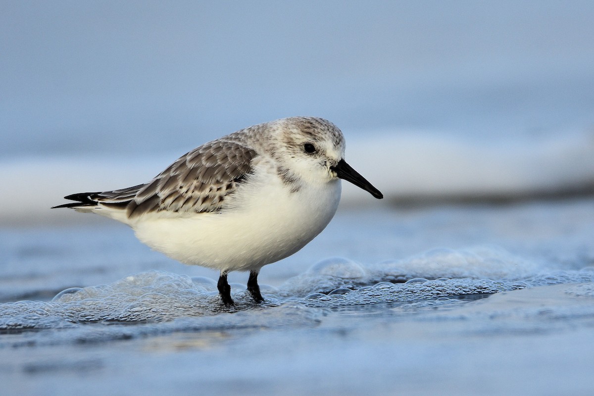 Txirri zuria - ML645675304