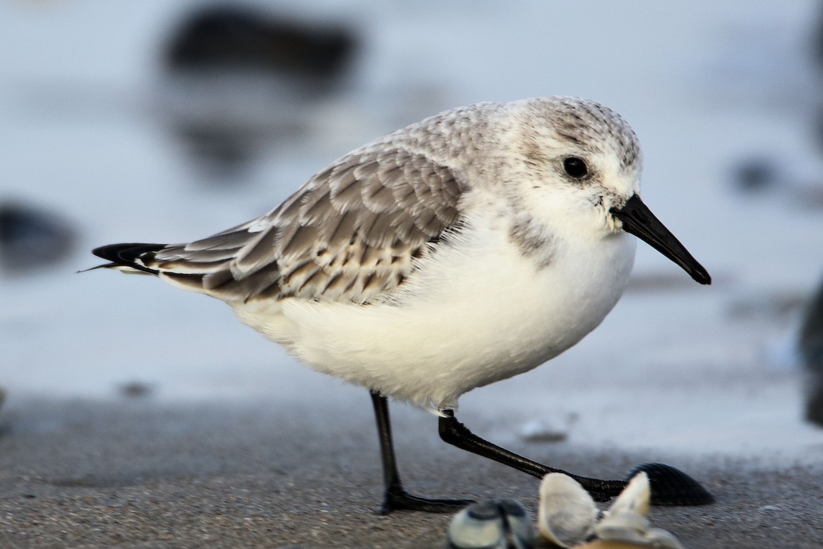 Txirri zuria - ML645675305