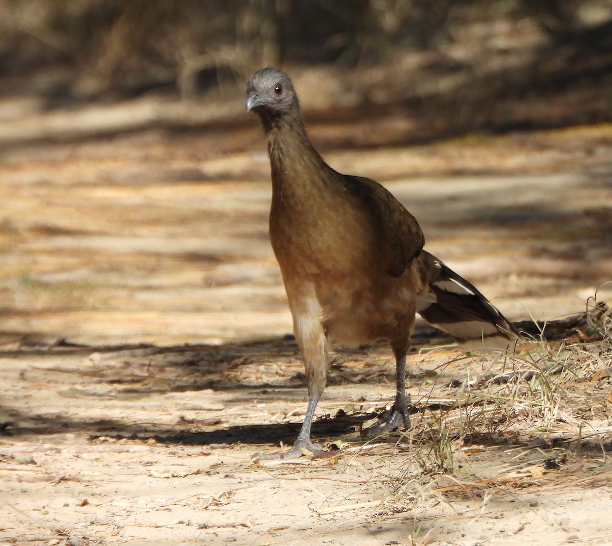 Plain Chachalaca - ML645675306