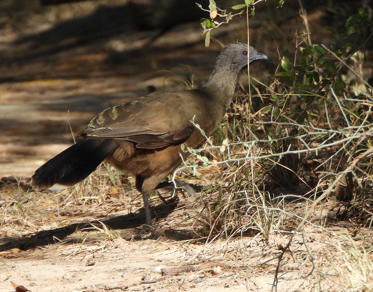 Plain Chachalaca - ML645675307