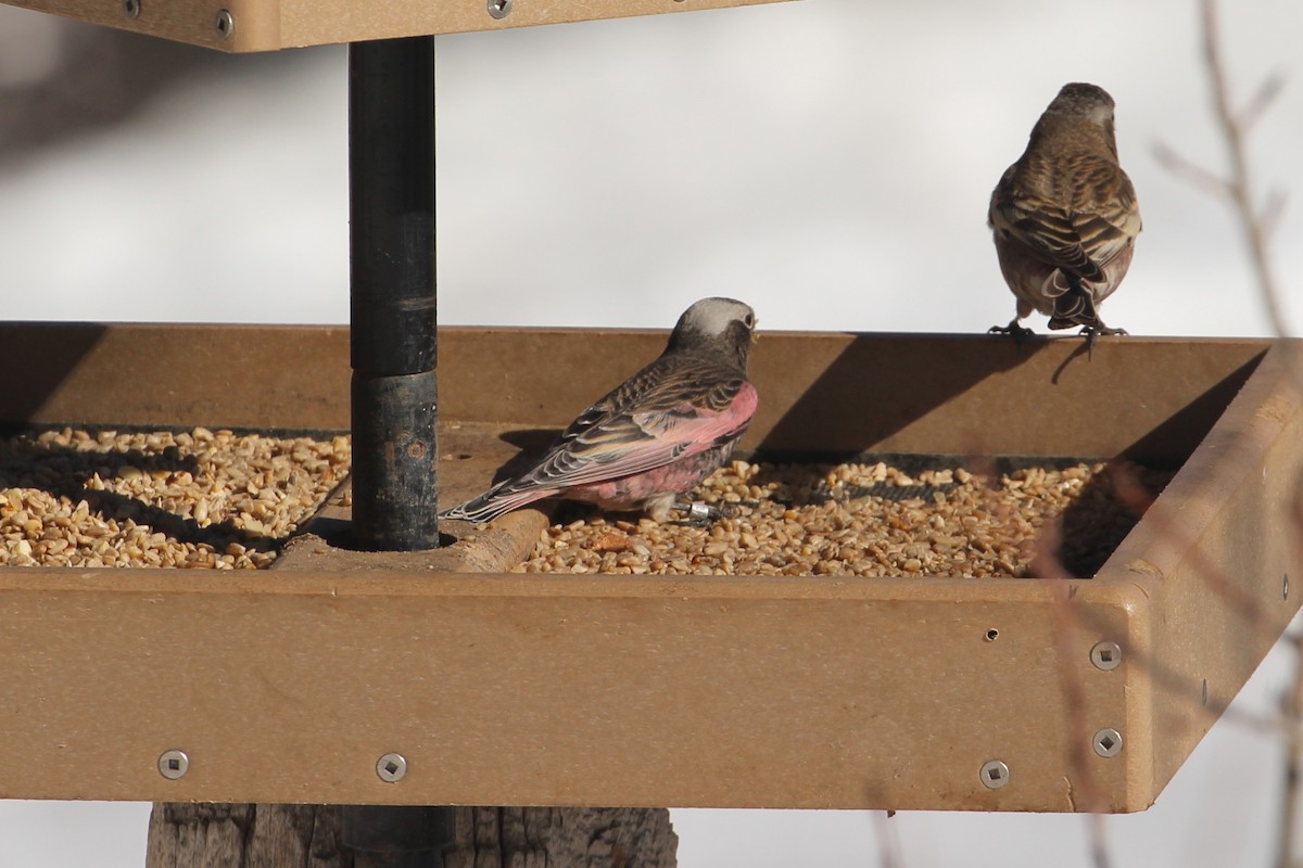 Black Rosy-Finch - ML645675312