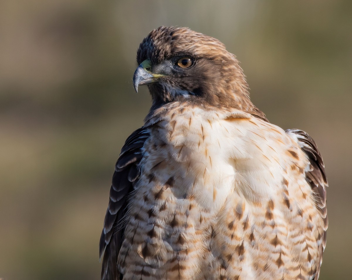 Zapelatz buztangorria - ML645675314