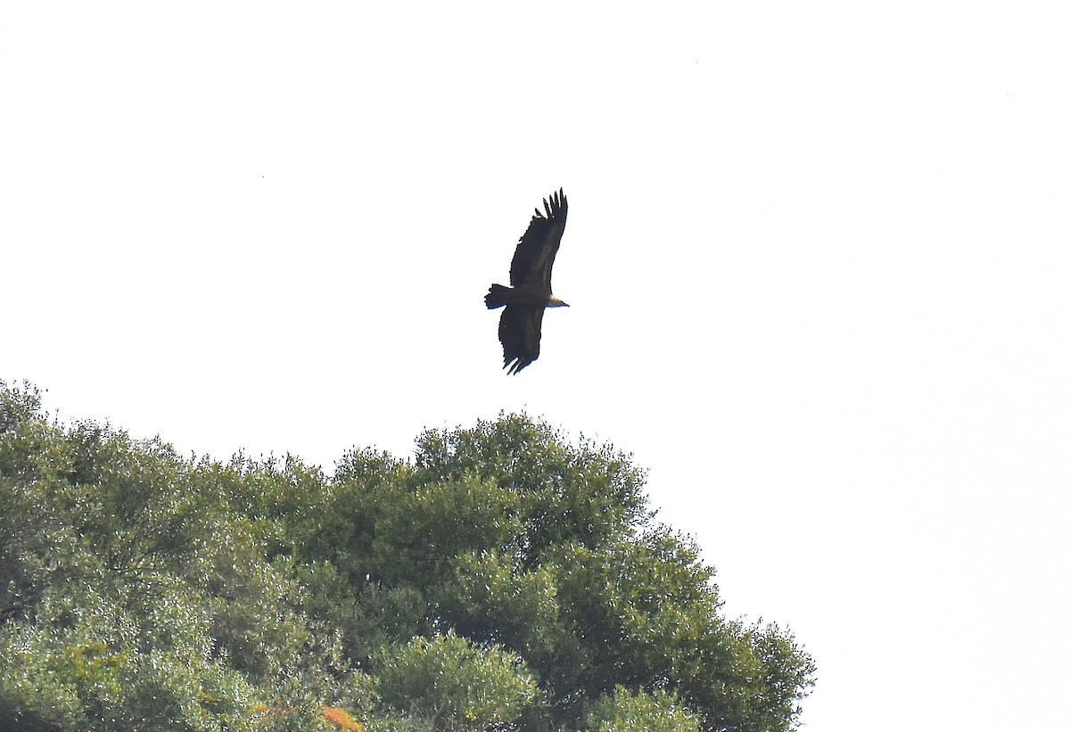 Sai arrea - ML645675317