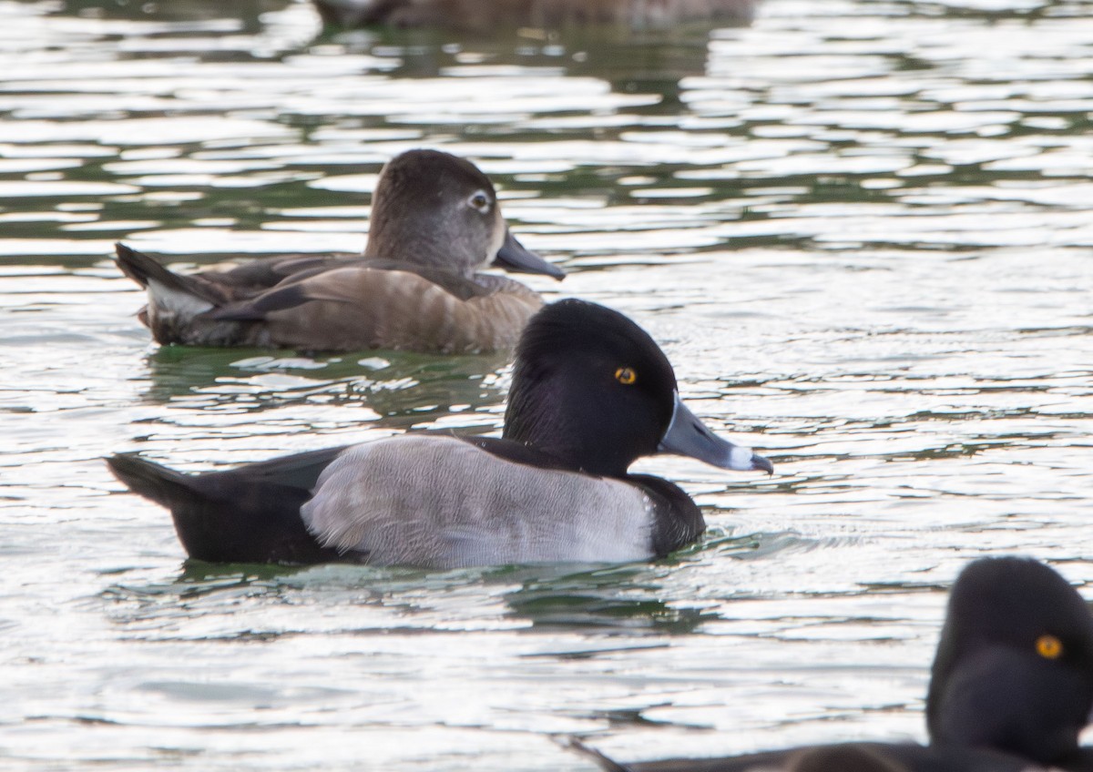 Murgilari lepokoduna - ML645675318