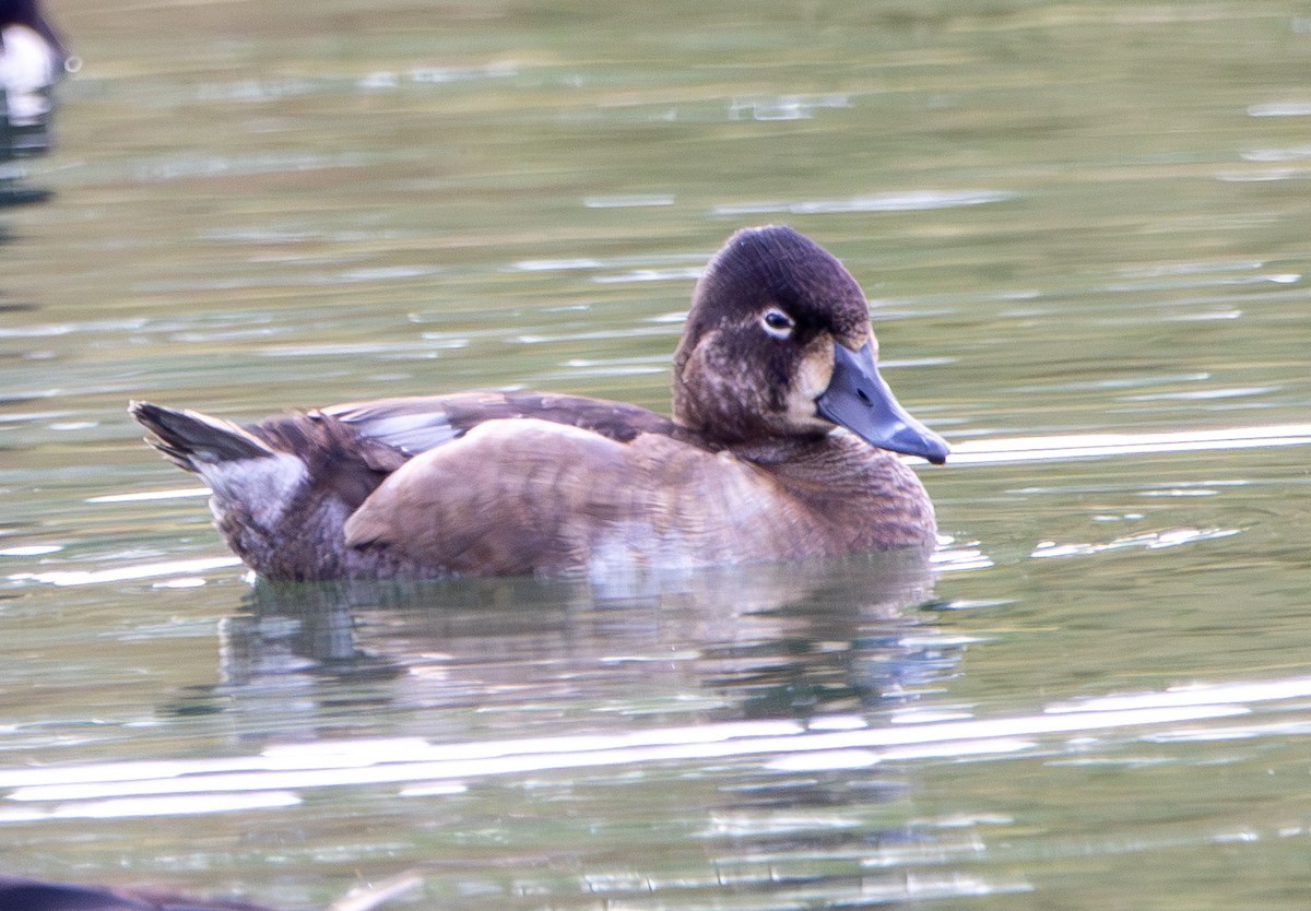 Murgilari lepokoduna - ML645675319