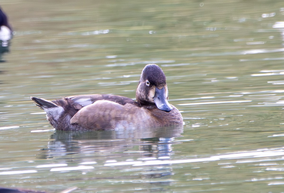 Murgilari lepokoduna - ML645675320