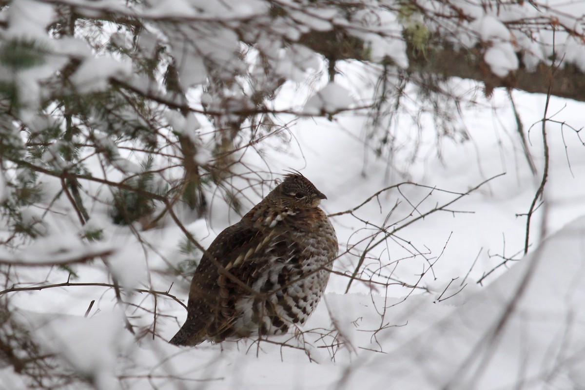 Ruffed Grouse - ML645675325