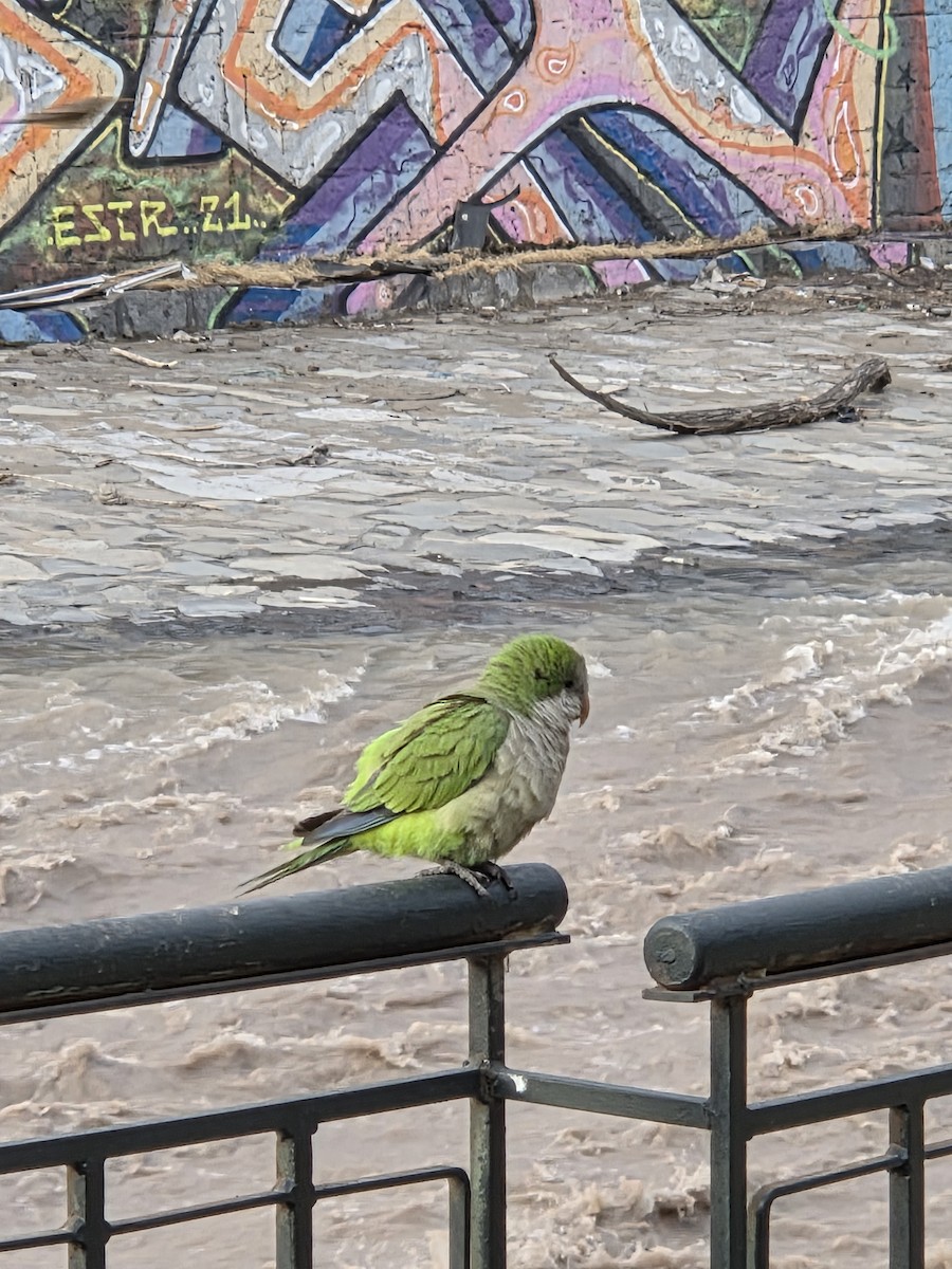 Papagai bulargrisa - ML645675329