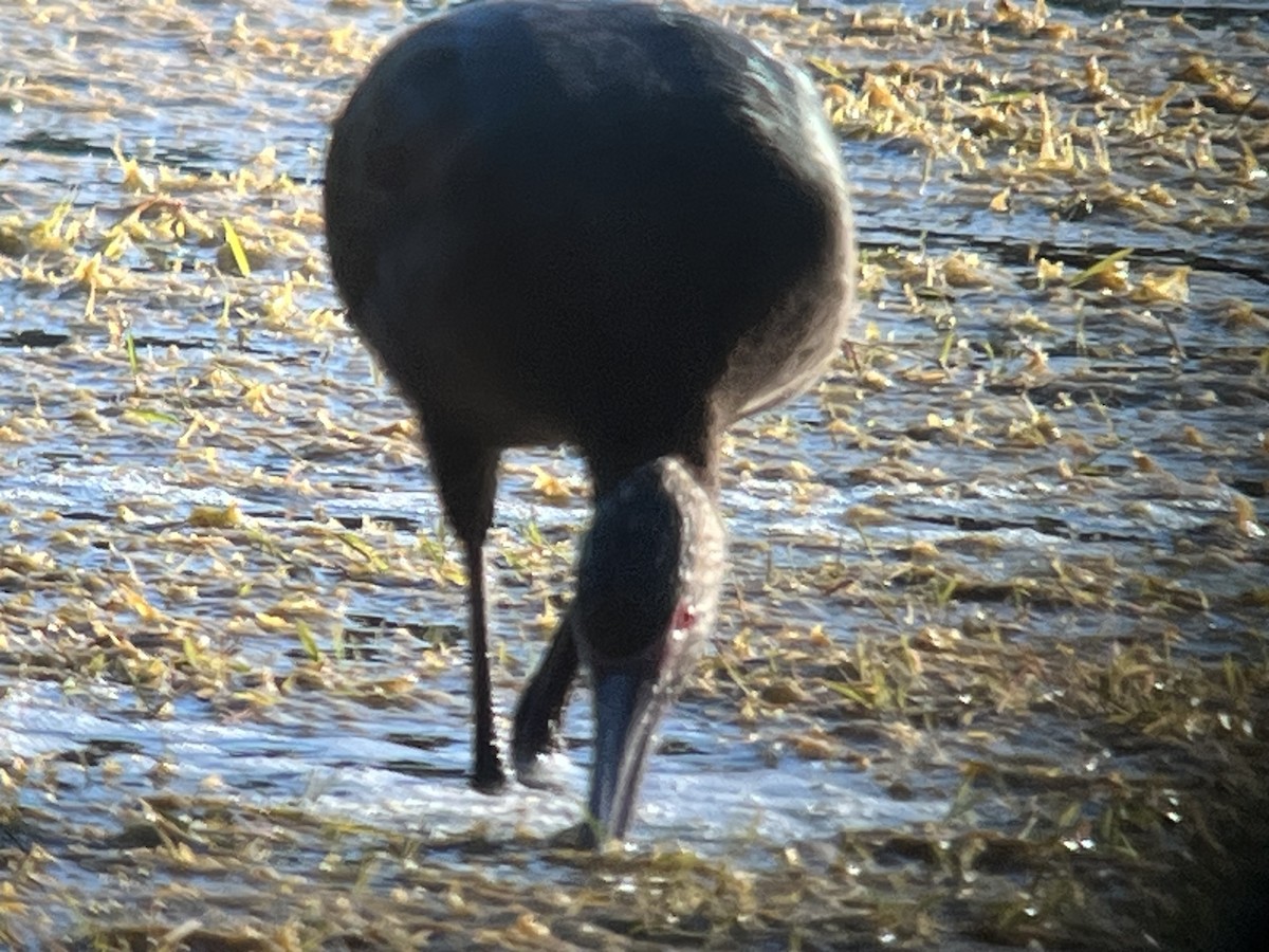 White-faced Ibis - ML645675333