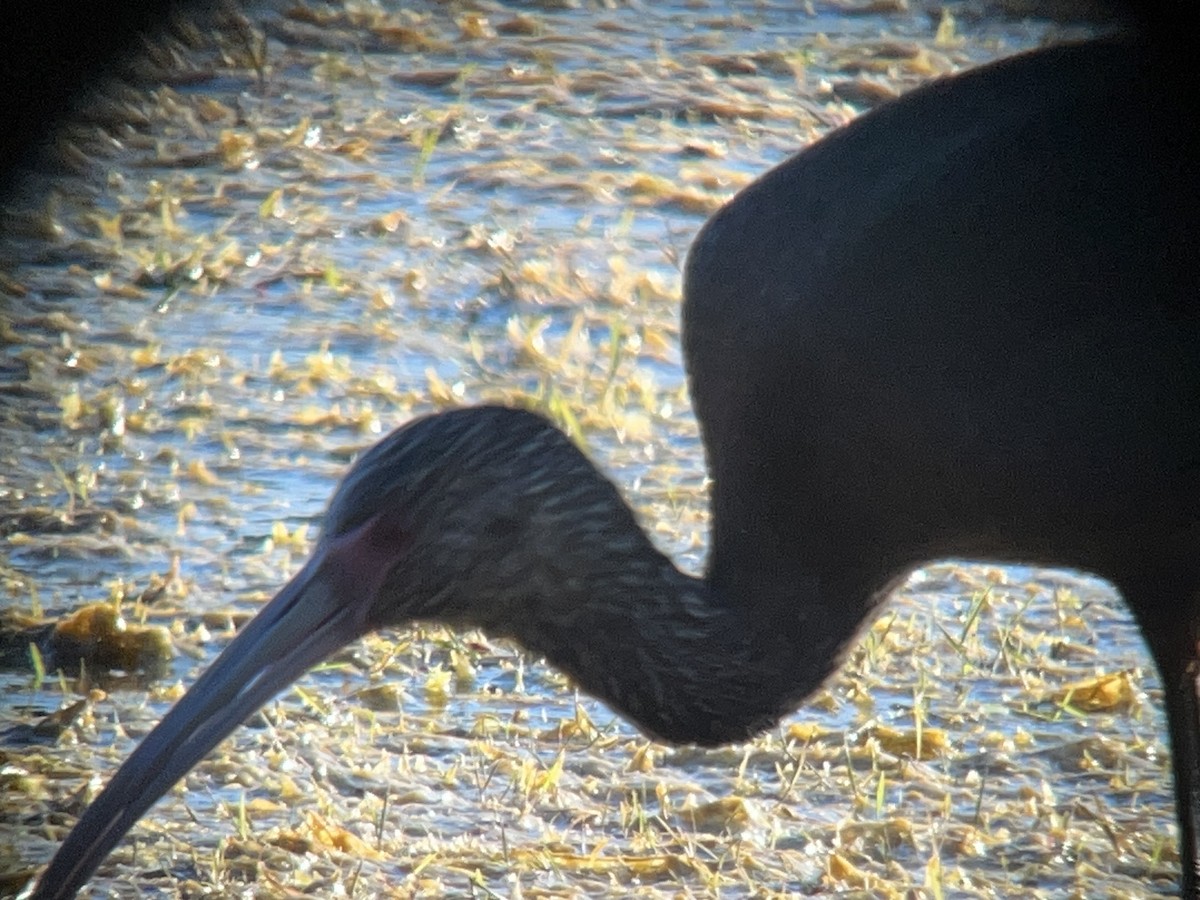 White-faced Ibis - ML645675334
