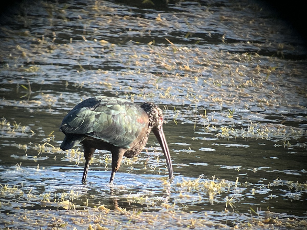 White-faced Ibis - ML645675335
