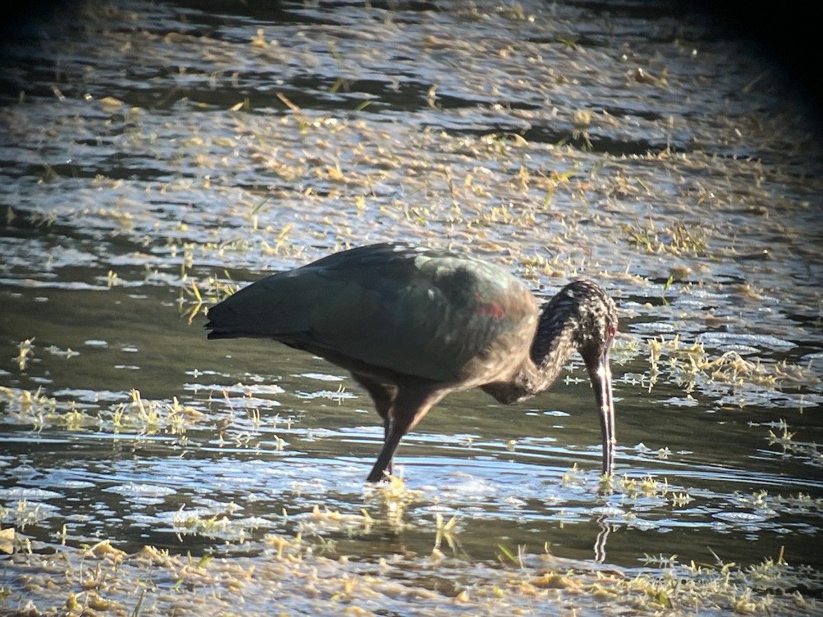 White-faced Ibis - ML645675336