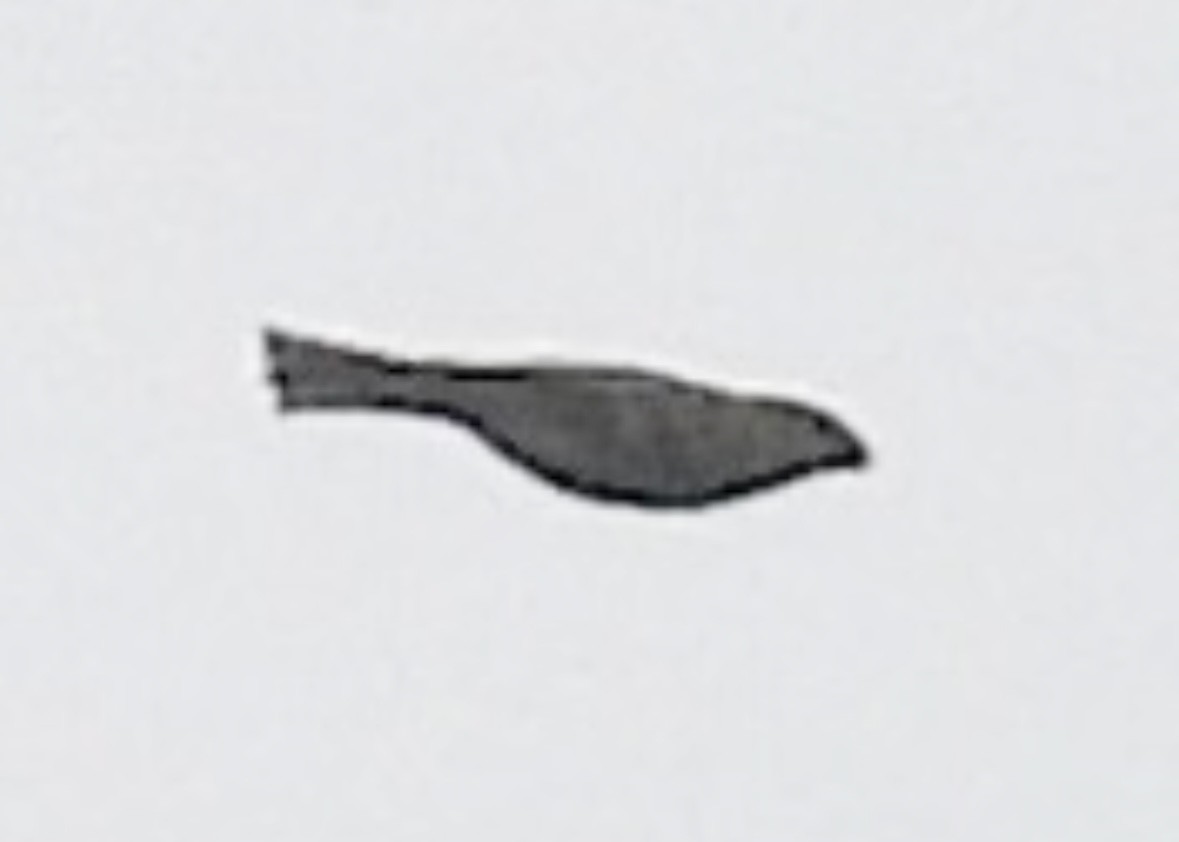 Pinu-gailupa - ML645675338